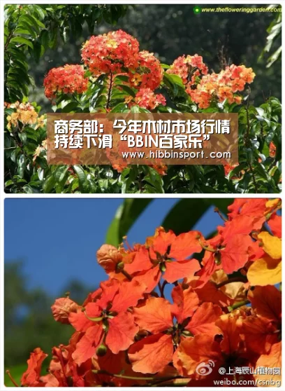 商务部:今年木材市场行情持续下滑“BBIN百家乐”(图4) BBIN百家乐